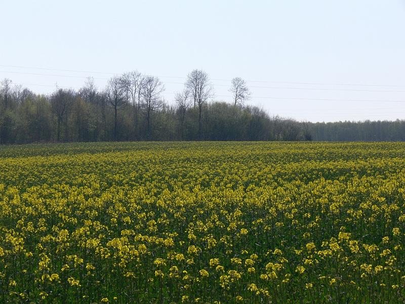 Mont Saint Michel 2010 - 035.jpg